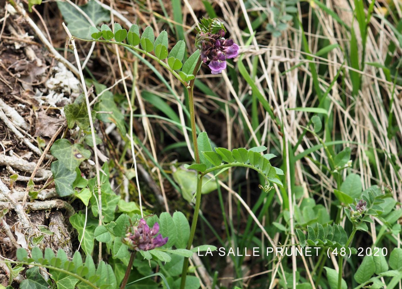 Vetch, Bush plant